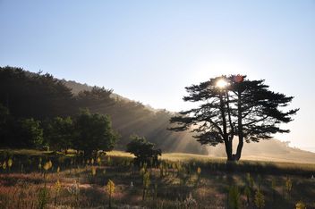 Sun behind tree - бесплатный image #182869